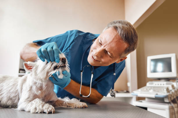 Best Emergency Tooth Extraction in San Antonio, FL